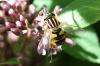 Helophilus pendulus